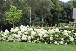 Landschappelijke tuin
